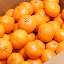 고당도 청정 제주 조생 비가림 하우스 노지 감귤 5kg, 비가림 귤 5kg M/S 로얄과