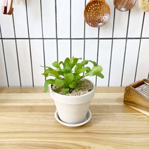 1+1 루꼴라 키친허브 화분 세트 로즈마리 딜 바질 베란다 텃밭 허브 키우기, H28.루꼴라, H19.구문초