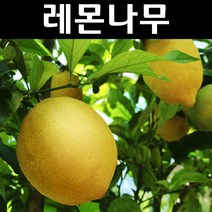 오렌지레몬 나무 묘목 결실주(분) 1개/유실수/과수