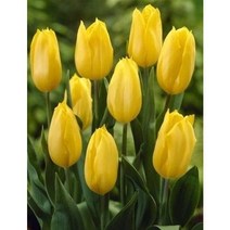 피어나라야생화 튜울립 구근 (빅 스마일) 1Set 10구