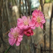 [가산원예조경] 매실나무(설중매) 접목1년특묘 4주묶음