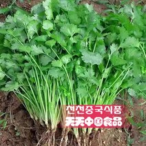 [천천중국식품] 싱싱한 고수 500g 샹차이