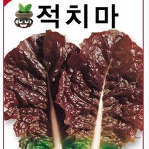 [가람종묘사] 적치마상추 씨앗(풍산성으로 맛이 좋으며 파종후 30일부터 수확가능한 품종)