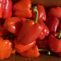 국내산 파프리카 상품 못난이, 혼합(빨+노) 1kg