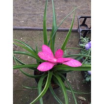 안토니오틸란 // 공기정화식물 / 틸란키우기 / 안토니오틸란키우기 / 플랜테리어