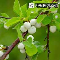 스노우베리 매직컬갤럭시 매직컬캔디, 매직컬갤럭시 4치포트(2개세트), 1개