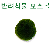 [수초몰] 모스볼 유럽산 / 초보자수초 자연수초 새우놀이터 새우수초