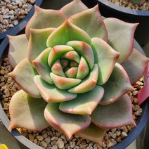 아카펠라 금줄 (랜덤발송), 1개
