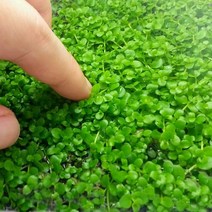 미크란테뭄 sp (20뿌리)