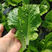 농장직송 로메인상추 1KG 2KG, 로메인 2KG