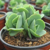 [소소한다육] 둥근잎비취후리데 군생 에케베리아속 다육식물, 1개