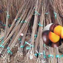 자두 나무 바이오 체리 묘목 접목 1년 1개 특묘