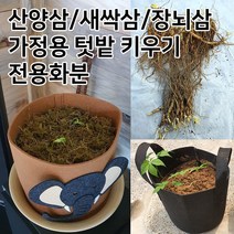 장뇌삼 3년근모종 장뇌삼 묘삼 삼모종 산삼 인삼 모종 부직포화분 /정직한사람들, 그레이코끼리