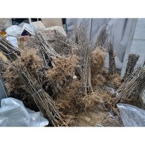 제피나무 묘목 4년생 20주 묶음, 1묶음(20주)