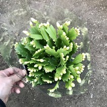 그린플랜트 게발선인장 중품 (흰색) 1+1