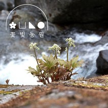 [10포트] 꽃빛농원 돌단풍 3치 포트 흰꽃 조경 야생화 모종 전원주택 아파트단지, 돌단풍 3치 (10개)