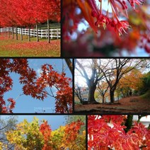 수양홍단풍나무묘목 8주