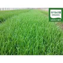 온누리새싹 건강한 밀 새싹 1개 1.5kg