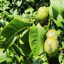 착한가격나무생각/호두나무/상촌/실생1년/뿌리묘/10주, 주