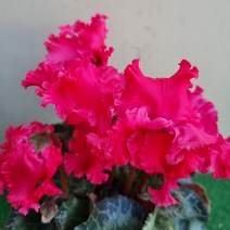 [다온야생화] W2635 프릴시클라멘.시클라멘프릴 (다홍) (12cm) [랜덤]