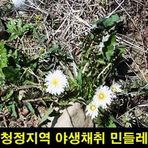 ★쭈니파파몰★ 고씨네 민들레잎뿌리1KG 민들레 민들레잎 민들레뿌리, 본상품