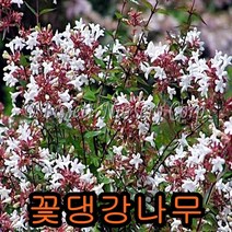꽃댕강40CM 5그루 나무 묘목