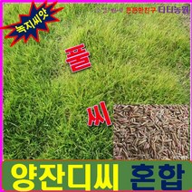 풀씨/혼합양잔디/비탈진 토사방지-씨앗3kg (약30평용), 상세페이지 참조