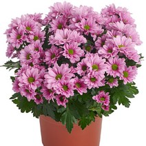 [어린모종]국화(포트멈중륜) : 8cm분, 샤인 핑크, 1개