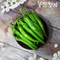 아삭한 해남 풋고추 2.5kg 초록 안매운고추, 단품