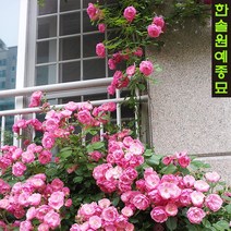 사계넝쿨장미 묘목 포트 덩굴 울타리 줄장미, 06.피스 연노랑(2~3가지) 포트묘, 1개