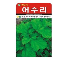 SN월드 씨앗 민속특수씨앗 약초 곰취 냉이 와송 삼채 더덕 도라지 당귀 잔디, 어수리