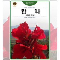 칸나 구근 적색 30구 아파트화단 희귀색상