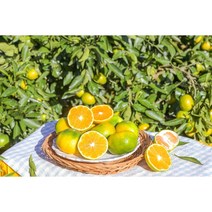 제주도 서귀포 감귤농장 고당도 제철 햇 감귤 무착색 귤 4.5Kg(산지 농장 직배송 확실한 품질), 4.5KG 소과(2S-S)
