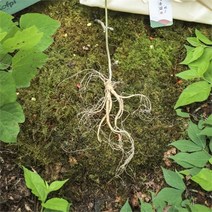 메키운삼 산양산삼 10년근 A+급 8뿌리 산삼 산양삼 장뇌삼