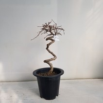 온누리농원 소사나무 분재, 1개