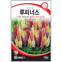 루피너스 30립 꽃씨 다년생 씨앗 몰 봄 여름 가을 야생화 세계종묘 농사마트