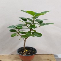 행복한꽃순이 만리향(소품) 한목대