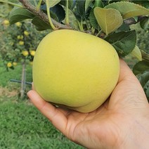 시나노 골드 사과 황금사과 노란사과 2kg 5kg 10kg, 시나노 골드2kg 중과 (8과 내외)