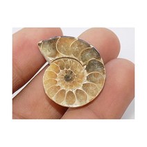 Generic 장식품 삼엽충 희귀석 수석 관찰 암모나이트 화석