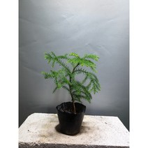 아라우카리아/소품/공룡꽃식물원/35, 1개