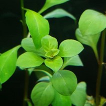 수초 루드위지아 레펜스 3촉