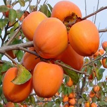 감나무 대봉 특묘 묘목