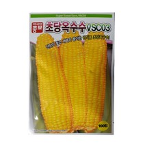 초당옥수수 씨앗 - 씨앗사이트