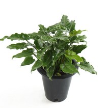 갑조네 셀렘 중품 필로덴드론호프셀렘 공기정화식물, 셀렘(중품), 1개