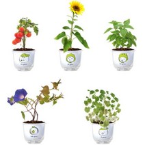 현hmsupre_자연학습교구 실내식물 상자텃밭 씨앗세트 키우기 화분만들기 종이 관찰♥rebirth, ♥rebirth허브