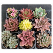 예쁜 중품 다육 9개세트(할인+선물), 3번 9종세트