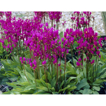 인디언앵초-혼합 10cm포트묘 (2개) 노지월동 다년생 봄개화 묵은주 천지가야생화