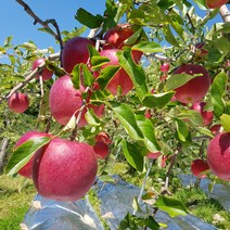 [산지직송 문경 꿀사과] 한아름마켓 문경산지직송 명품 꿀사과 5kg 10kg 고랭지생산 문경사과축제 문경약돌사과 달콤 아삭, 선물용 사과