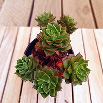 레티지아 키우기 물이 들면 예뻐지는 다육식물6-30 랜덤, 단품, 1개