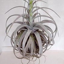 세로그라피아 키우기 쉬운 공중 행잉 희귀 화훼단지 식물, 단품